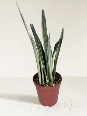 Bantal Sensation Sansevieria