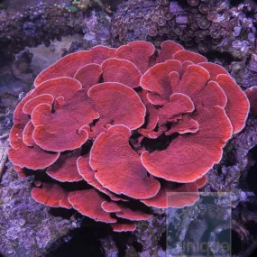 Montipora capricornus sp. Unique Corals Red Monti Cap- 3/4-1 Stock Frag